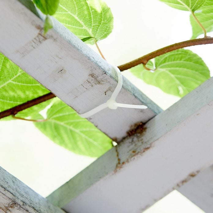 zip-tie vine winder