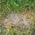What to Know About Fusarium Mold