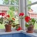 How To Overwinter Geraniums