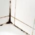 9 Bathroom Mold Types To Be Aware Of