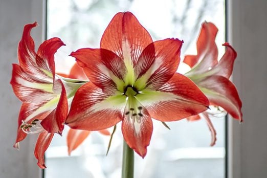 red Amaryllis flower on the windowsill against a winter landscape, macro, narrow focus area