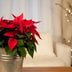 How To Keep a Poinsettia Alive After Christmas