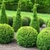 10 Best Evergreen Shrubs
