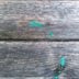 How to Remove Paint from Wood Floors