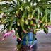 How To Grow and Take Care of a Thanksgiving Cactus