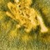 What to Know About Trichoderma Mold